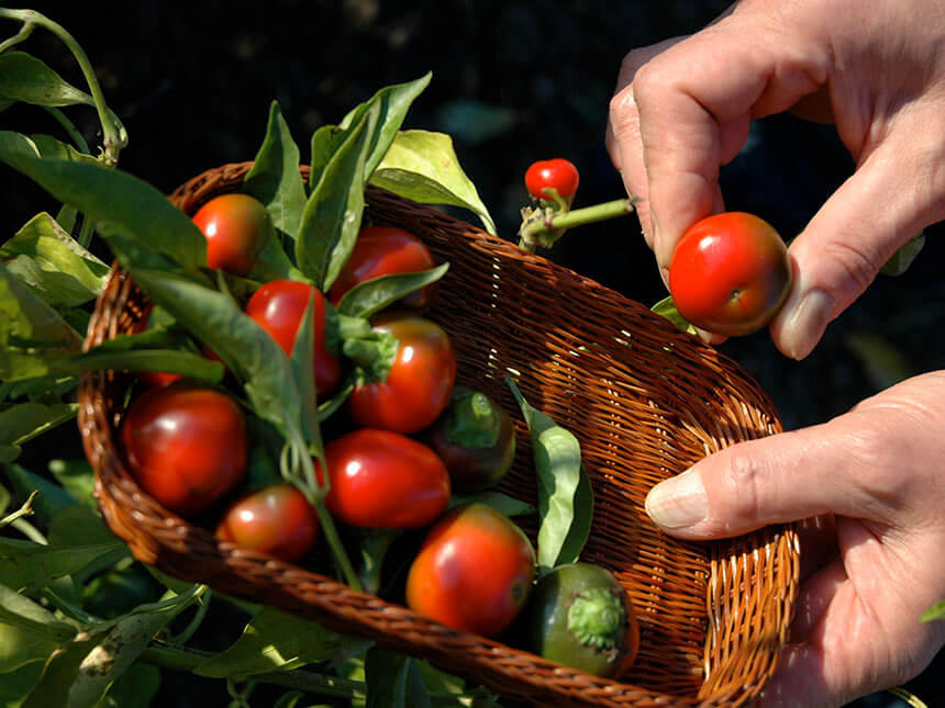 I peperoncini ciliegia: facilissimi!