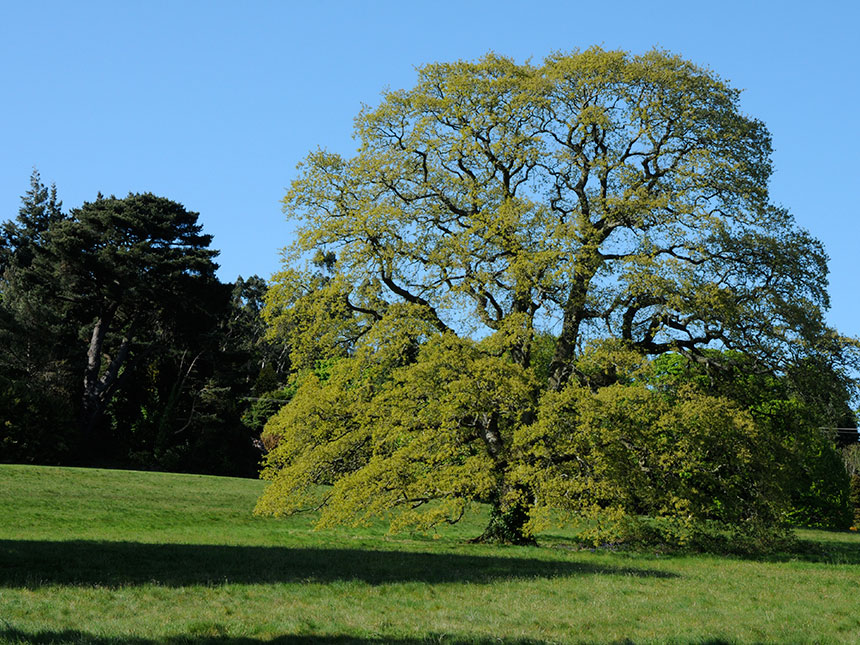 Alberi e arbusti