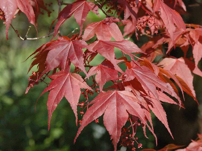 Acero palmato e Acero Giapponese - Acer palmatum e Acer japonicum 