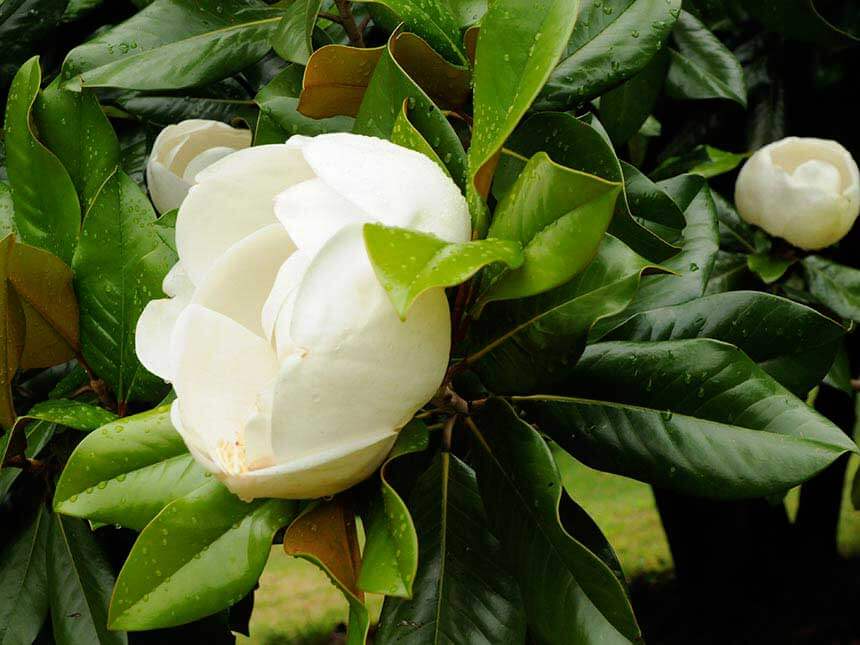 Magnolia sempreverde