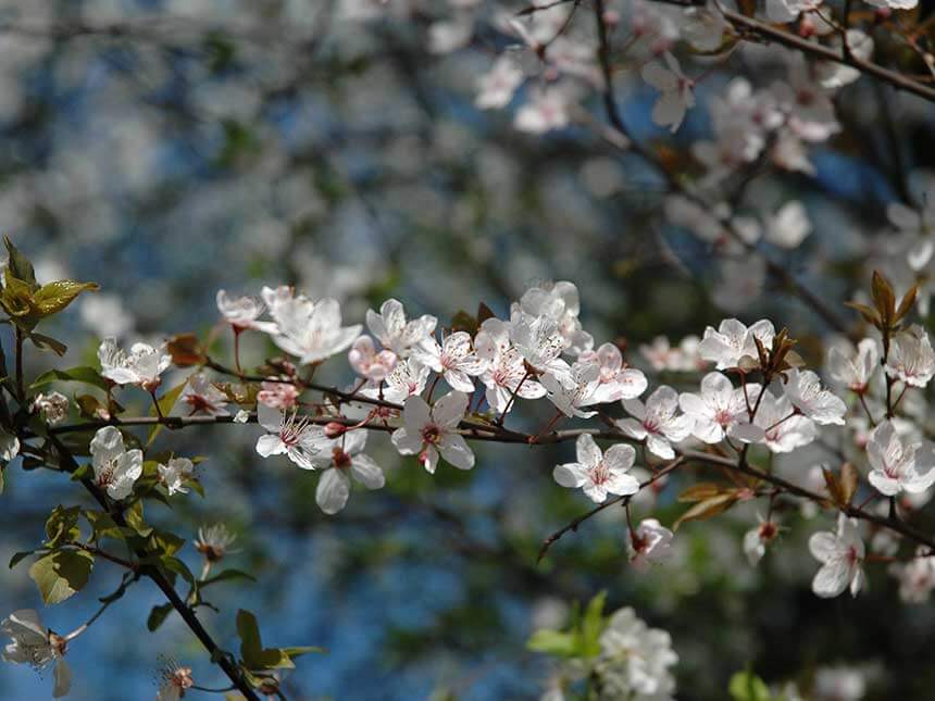 Prunus da fiore