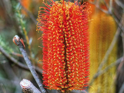 Banksia