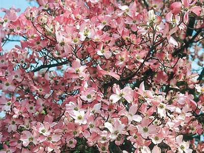 Cornus florida