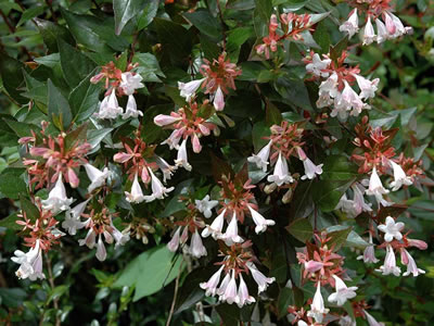 Abelia