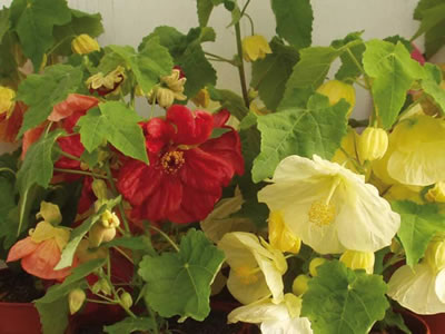 Abutilon