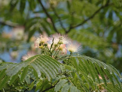 Albizia