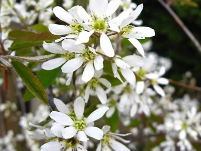 Amelanchier