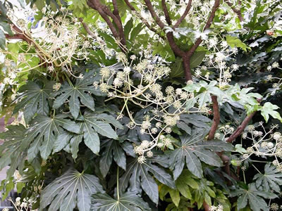 Aralia (fatsia)