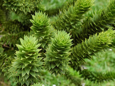 Araucaria