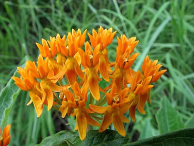 Asclepias