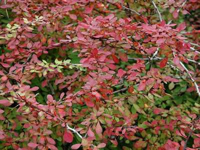 Berberis o crespino