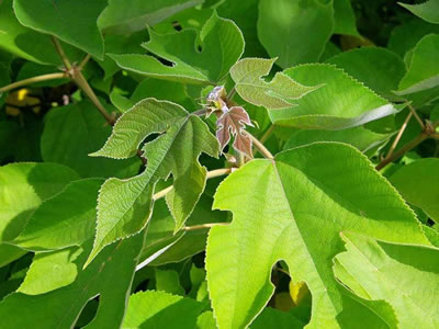 Broussonetia o Albero della Carta