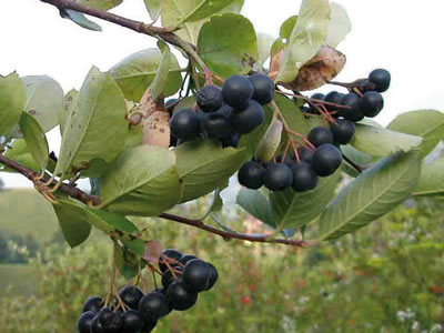 Aronia