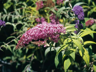 Buddleja