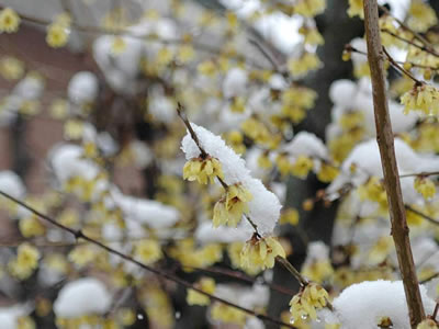 Calicanto d’inverno