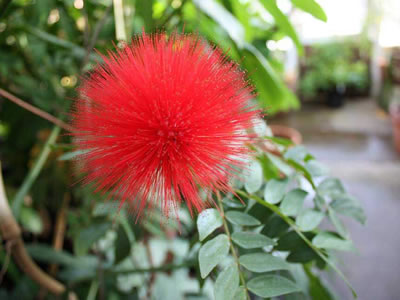 Calliandra