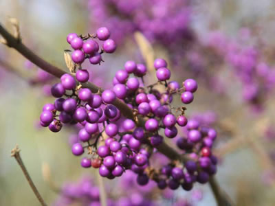 Callicarpa