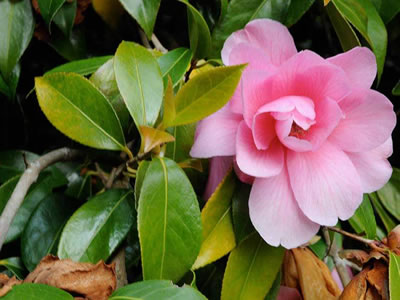 Camelia giapponese