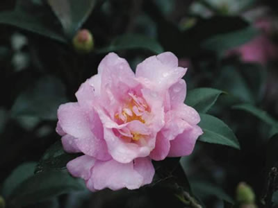 Camelia autunnale