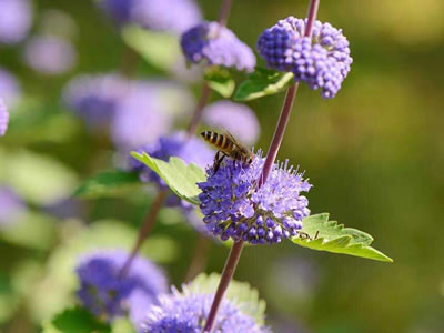 Caryopteris