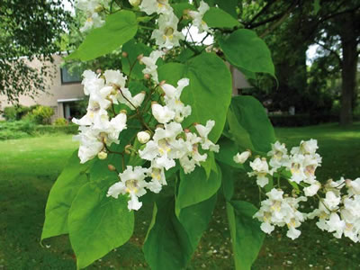 Catalpa