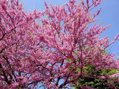 Albero di Giuda