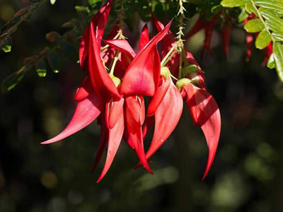 Clianthus