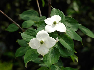 Cornus bianco