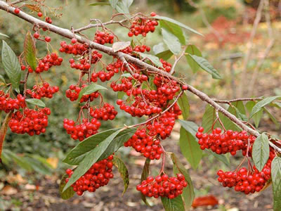 Cotoneaster