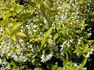 Deutzia