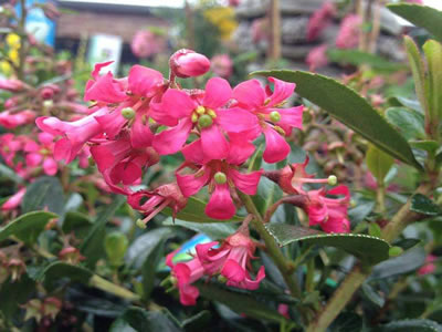 Escallonia