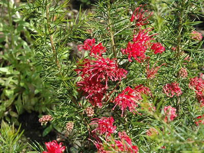 Grevillea