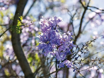 Jacaranda