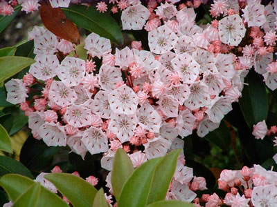 Kalmia