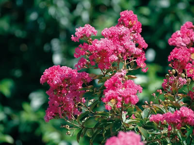 Lagerstroemia