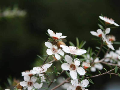 Leptospermum