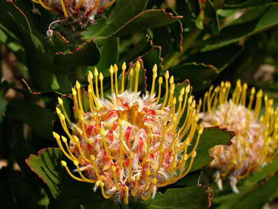 Leucospermum