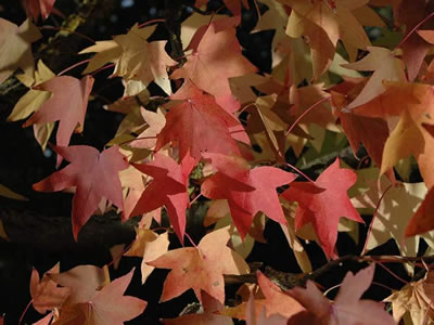 Liquidambar