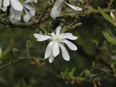 Magnolia stellata