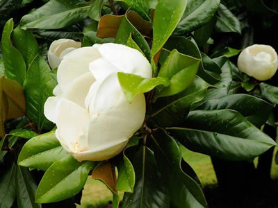 Magnolia sempreverde