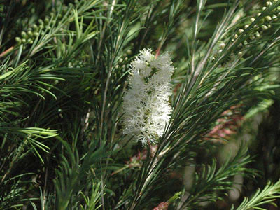 Melaleuca