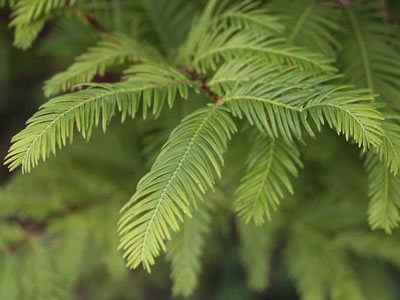 Metasequoia