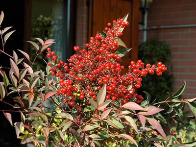 Nandina