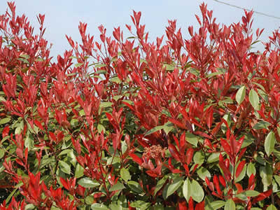 Photinia