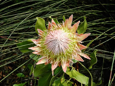 Protea