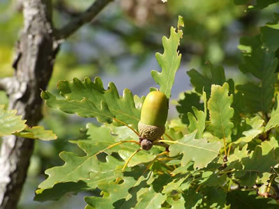 Quercia