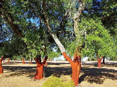 Quercia da sughero