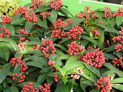 Skimmia