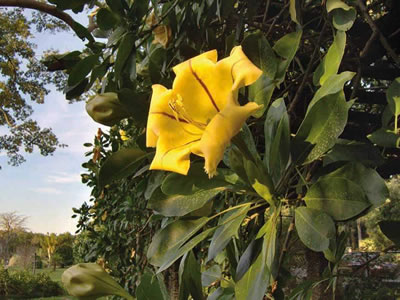 Solandra