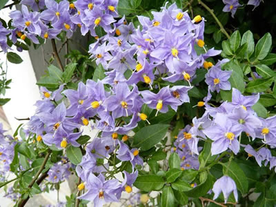 Solanum da fiore